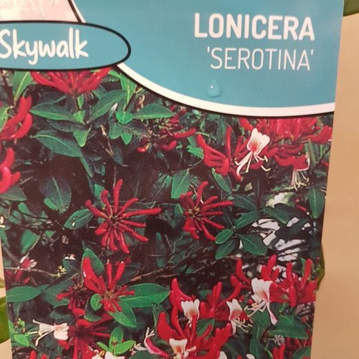 Lonicera serotina