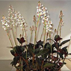 Ludisia Discolor