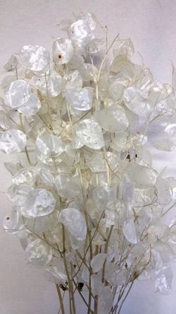 Lunaria Natural seca (Moneda del Papa)