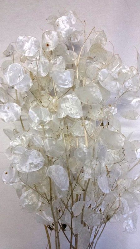 Lunaria Natural seca (Moneda del Papa)
