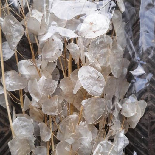 Lunaria Natural seca (Moneda del Papa)