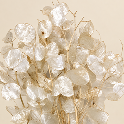 Lunaria Natural seca (moeda do Papa)