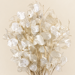 Lunaria Natural seca (moeda do Papa)