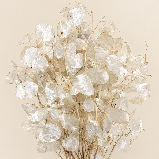 Lunaria Natural seca (moeda do Papa)