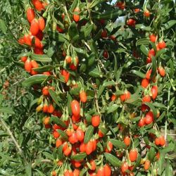 Lycium Barbarum (bagas de Goji)
