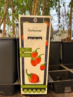 Lycium Barbarum (bagas de Goji)