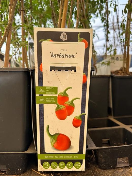 Lycium Barbarum (bagas de Goji)