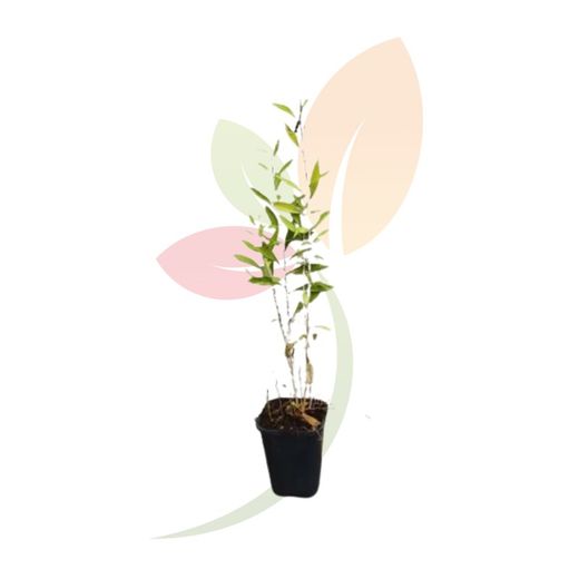 Lycium Barbarum (Baies Goji)
