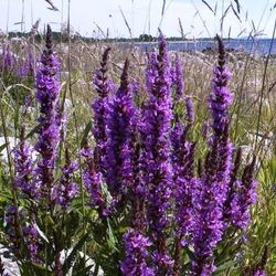 Lythrum Salicària