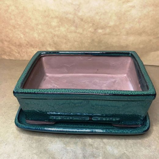 Test Bonsai Rectangular amb Plat Petita