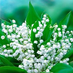 Pote de muguet