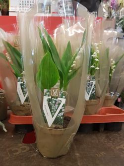 Pote de muguet
