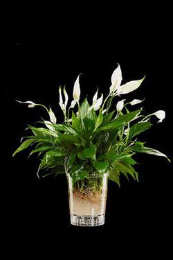 Pot à orchidées transparent polyvalent