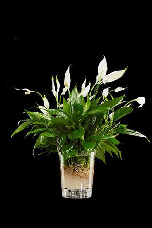 Pot à orchidées transparent polyvalent