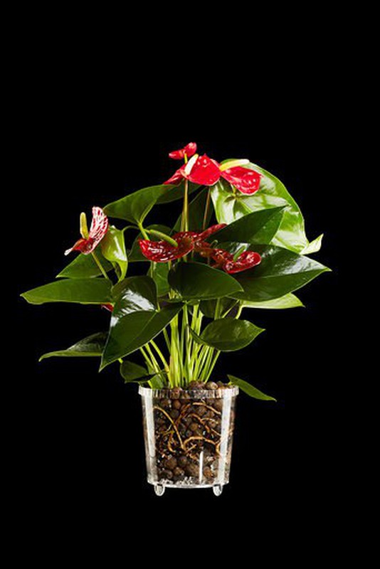 Maceta Orquidea Polivalente Transparente — Floresfrescasonline