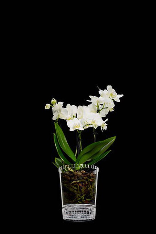 Maceta Orquidea Polivalente Transparente — Floresfrescasonline