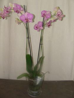 Maceta Orquideas Cristal