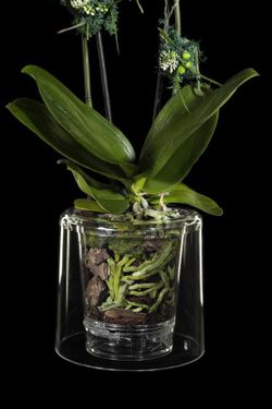 Test Orquídies Luxus