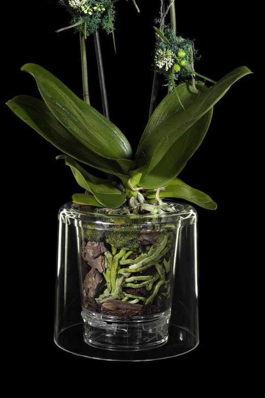 Test Orquídies Luxus