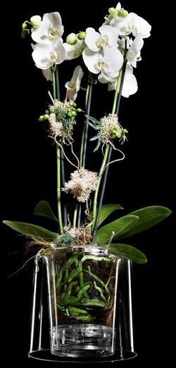 Test Orquídies Luxus