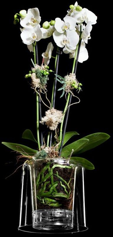 Test Orquídies Luxus