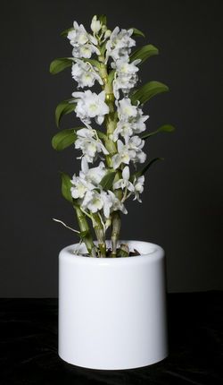 Pot d'orchidées blanc de luxe