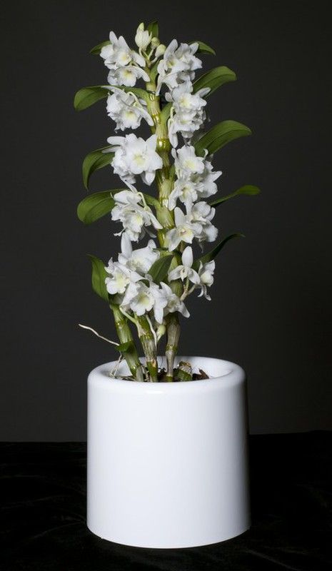 Pot d'orchidées blanc de luxe