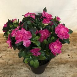 Test Plàstic Azalees Artificials