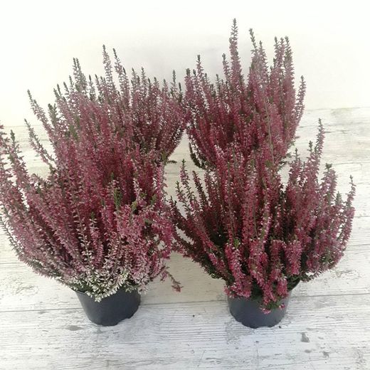 Macetas Callunas secas