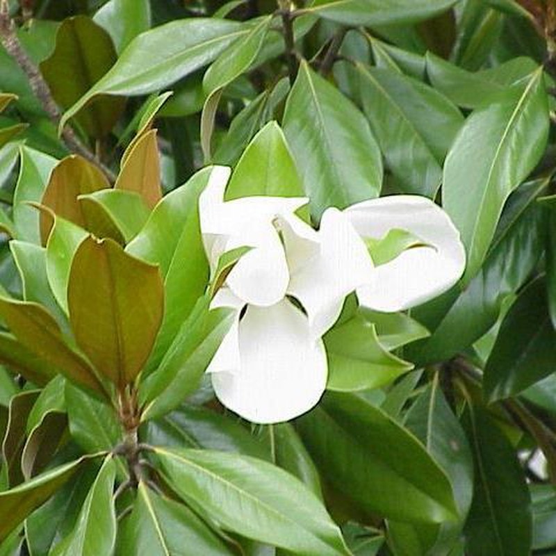Magnolia Grandiflora — Floresfrescasonline