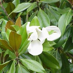 Magnolia grandiflora