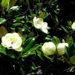 Magnolia grandiflora