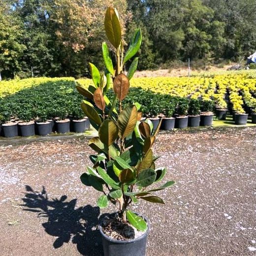 Magnolia grandiflora