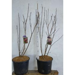 Magnolia Soulangeana
