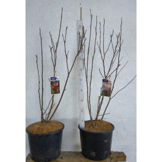Magnolia Soulangeana