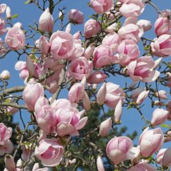 Magnolia Soulangeana