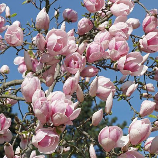 Magnolia Soulangeana