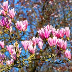 Magnolia Soulangeana