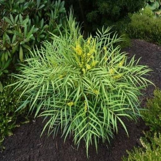 Mahonia eurybracteata 'Soft caress'©
