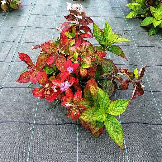 Malla Antigerminant 210 cm ample