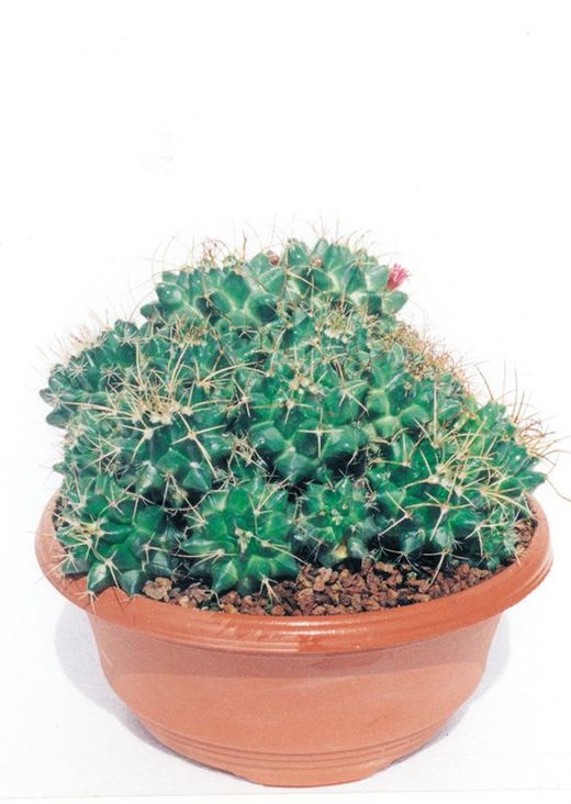 Mammillaria Compressa