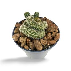 Mammillaria Elongata Cristata