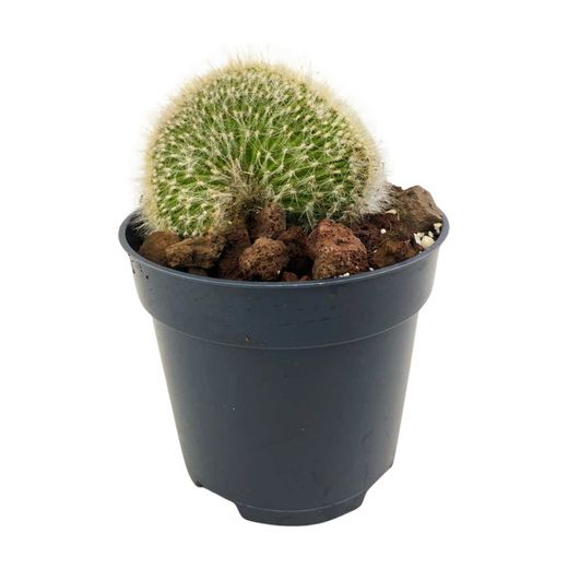 Mammillaria Geminispina Crestada