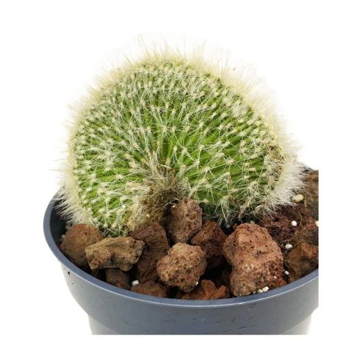 Mammillaria Geminispina Crestada