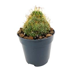 Mammillaria Surculosa