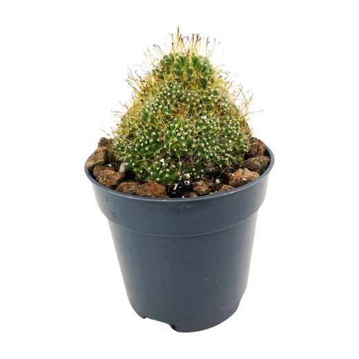 Mammillaria Surculosa