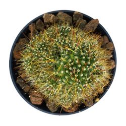 Mammillaria Surculosa