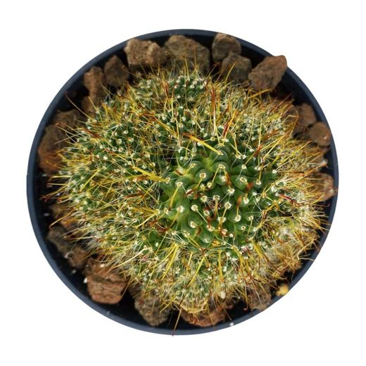 Mammillaria Surculosa