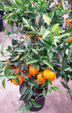 Mandarin nain