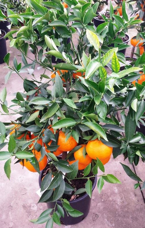 Mandarin nain